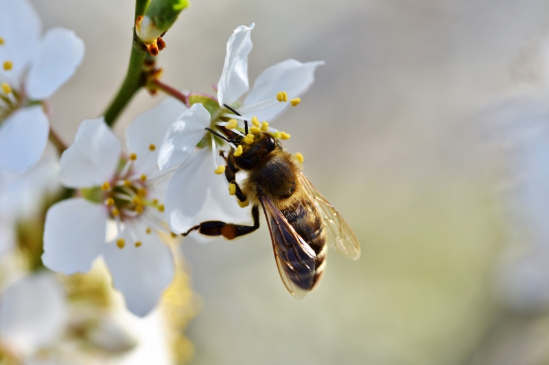 jardinerie-LES SALLES SUR VERDON-min_bee-4092986